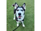 Adopt Loki a Husky, Mixed Breed