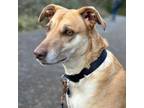 Adopt Suerte a Whippet, Labrador Retriever