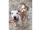 Adopt Sunday a Pit Bull Terrier, Mixed Breed