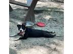 Adopt Breezy a Pit Bull Terrier, Mixed Breed
