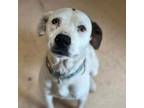 Adopt Suki 2.0 a Labrador Retriever