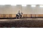 DressageJumper for sale