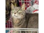 Adopt Sinco a Domestic Short Hair