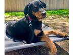 Adopt Cora a English Springer Spaniel, Rottweiler