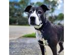 Adopt Mia a Boxer