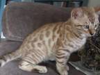 Laylas Kittens