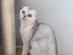 Silver Scottish Fold Girl