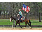 Truman- Fancy broke, One-Of-A-Kind rides Western/English, does it all!