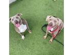 Adopt Aster a Weimaraner