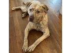 Adopt Penny a Mixed Breed, Vizsla