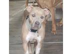 Adopt Kia a Pit Bull Terrier, Catahoula Leopard Dog
