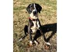 Adopt Memphis a Great Dane