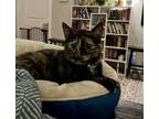 Adopt Candy a Domestic Short Hair