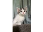 Adopt Clementine a Domestic Medium Hair