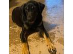 Adopt Stormy a Mixed Breed