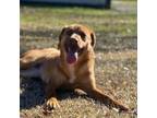 Adopt Millie a Mixed Breed