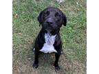 Adopt Barker a Mixed Breed