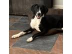 Adopt Moxxie a Mixed Breed