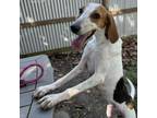 Adopt Pearl a Hound