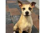 Adopt Lyla a Mixed Breed