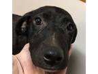 Adopt Blackey a Mixed Breed