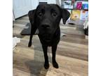 Adopt Plum a Labrador Retriever