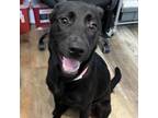 Adopt Peaches a Labrador Retriever