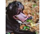 Adopt Beau a Black Labrador Retriever