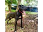 Adopt Deadpool a Black Labrador Retriever
