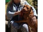 Adopt Irish (RED) a American Staffordshire Terrier