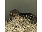 Adopt Fred a Basset Hound