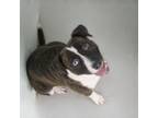 Adopt Idol a Mixed Breed