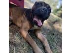 Adopt Squishy a Boxer