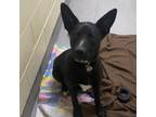 Adopt Max a Australian Kelpie