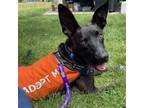 Adopt Teddy a Australian Kelpie