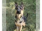 German Shepherd Dog DOG FOR ADOPTION RGADN-1090897 - Stella - German Shepherd