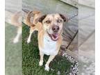 Huskies -Mountain Cur Mix DOG FOR ADOPTION RGADN-1091281 - Bruno Mars - Mountain