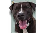 Adopt Larry a Boxer, Labrador Retriever