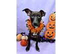 Adopt Goliath a Rat Terrier, Labrador Retriever