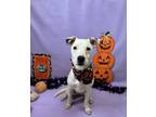 Adopt Ralph a Dalmatian, Mixed Breed