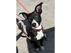 Adopt Geronimo a Rat Terrier, Labrador Retriever