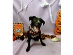 Adopt Gunner a Rat Terrier, Labrador Retriever