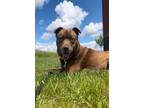 Adopt Phoenix a Husky, Terrier