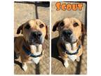 Adopt Scout a Affenpinscher