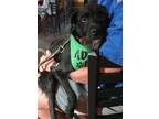Adopt Thayer a Wirehaired Terrier