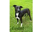 Adopt Grant 30295 a Labrador Retriever, Great Dane