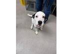 Adopt Nico 30312 a Collie, Mixed Breed
