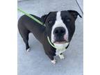 Adopt Raze a Mixed Breed
