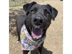 Adopt Jax a Labrador Retriever, Mixed Breed