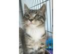 Adopt Jeramyah a Domestic Short Hair